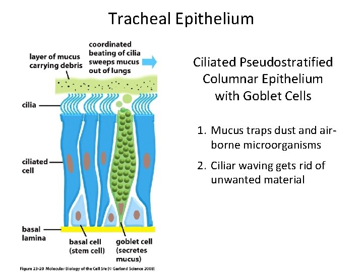 Tracheal Epithelium Ciliated Pseudostratified Columnar Epithelium with Goblet Cells 1. Mucus traps dust and
