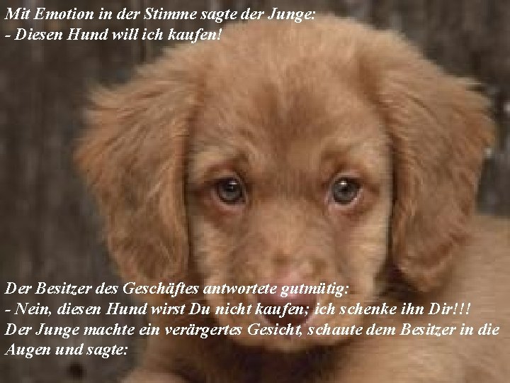 Mit Emotion in der Stimme sagte der Junge: - Diesen Hund will ich kaufen!