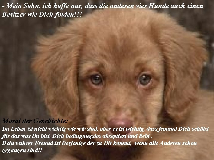 - Mein Sohn, ich hoffe nur, dass die anderen vier Hunde auch einen Besitzer