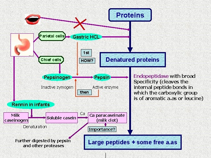 . Proteins Parietal cells Gastric HCL 1 st Chief cells HOW? Pepsinogen Denatured proteins