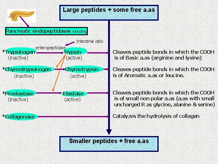 Large peptides + some free a. as Pancreatic endopeptidases including Intestinal cells *Trypsinogen (inactive)