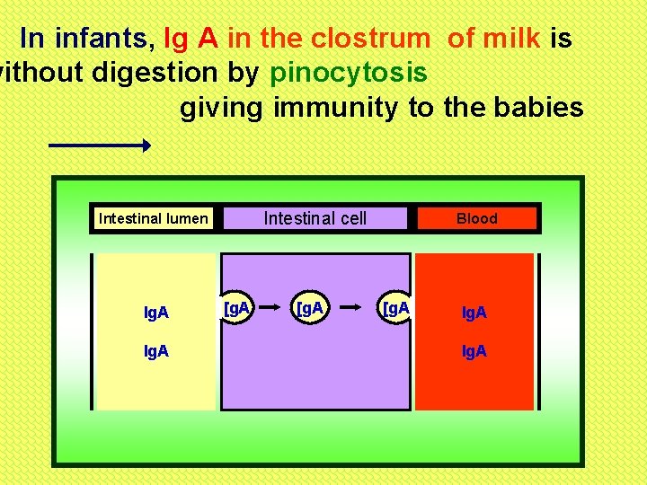 In infants, Ig A in the clostrum of milk is without digestion by pinocytosis