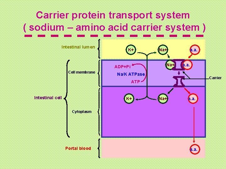 Carrier protein transport system ( sodium – amino acid carrier system ) Intestinal lumen