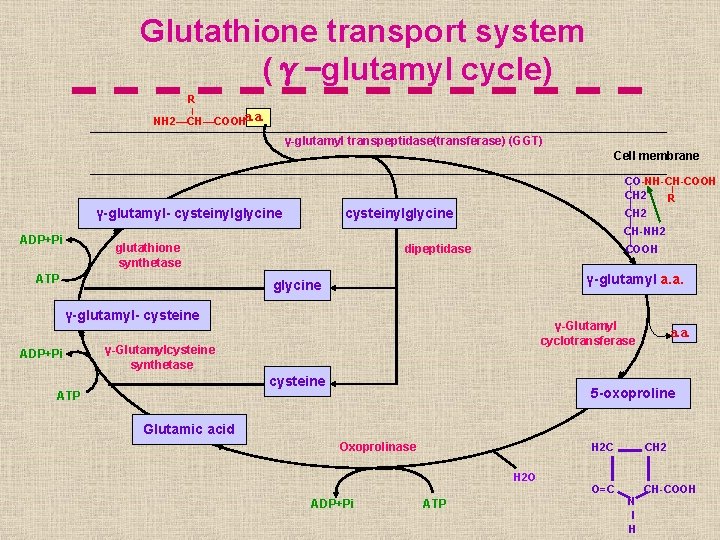 Glutathione transport system (γ-glutamyl cycle) R NH 2—CH—COOHa. a. γ-glutamyl transpeptidase(transferase) (GGT) Cell membrane
