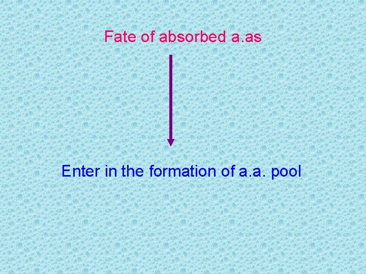 Fate of absorbed a. as Enter in the formation of a. a. pool 