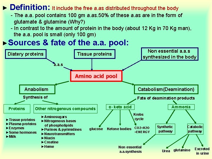 ► Definition: It include the free a. as distributed throughout the body - The