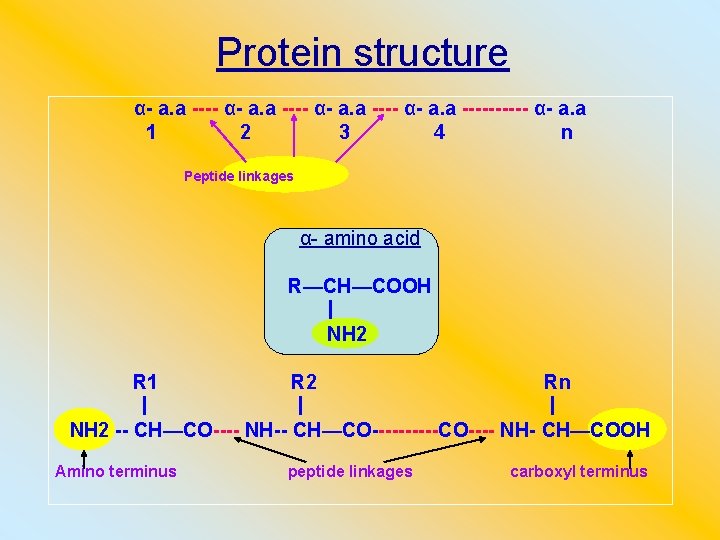 Protein structure α- a. a ---------- α- a. a 1 2 3 4 n