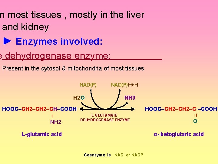 n most tissues , mostly in the liver and kidney ► Enzymes involved: e