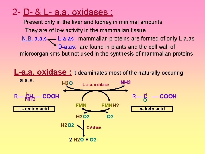 2 - D- & L- a. a. oxidases : Present only in the liver