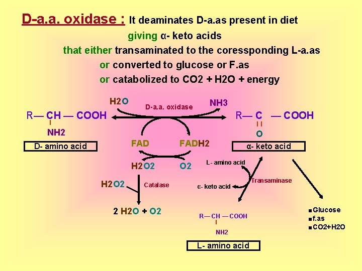 D-a. a. oxidase : It deaminates D-a. as present in diet giving α- keto