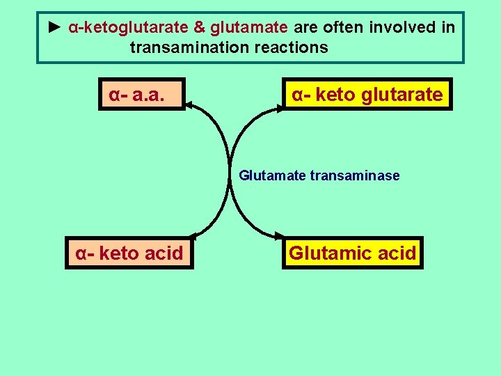 ► α-ketoglutarate & glutamate are often involved in transamination reactions α- a. a. ◄