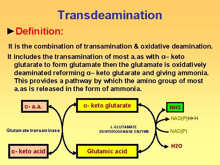 Transdeamination ►Definition: It is the combination of transamination & oxidative deamination. It includes the