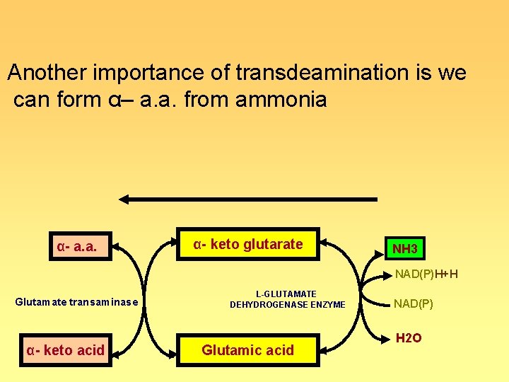 Another importance of transdeamination is we can form α– a. a. from ammonia α-