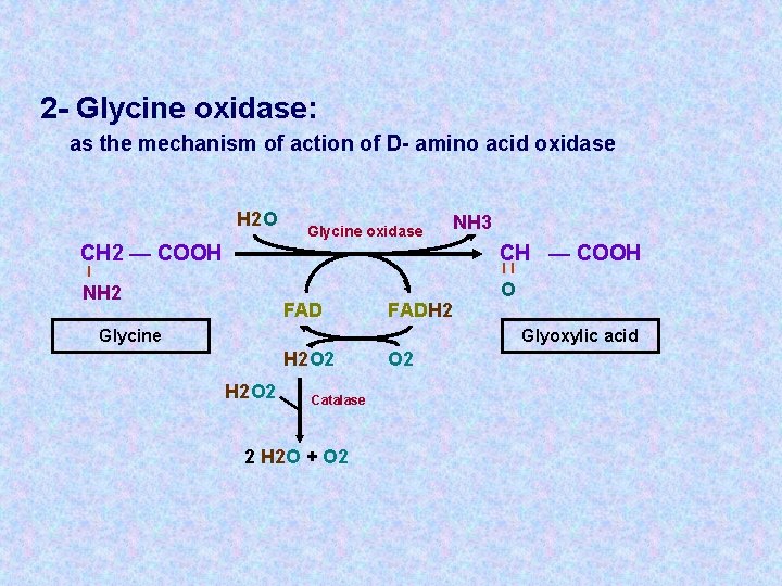 2 - Glycine oxidase: as the mechanism of action of D- amino acid oxidase