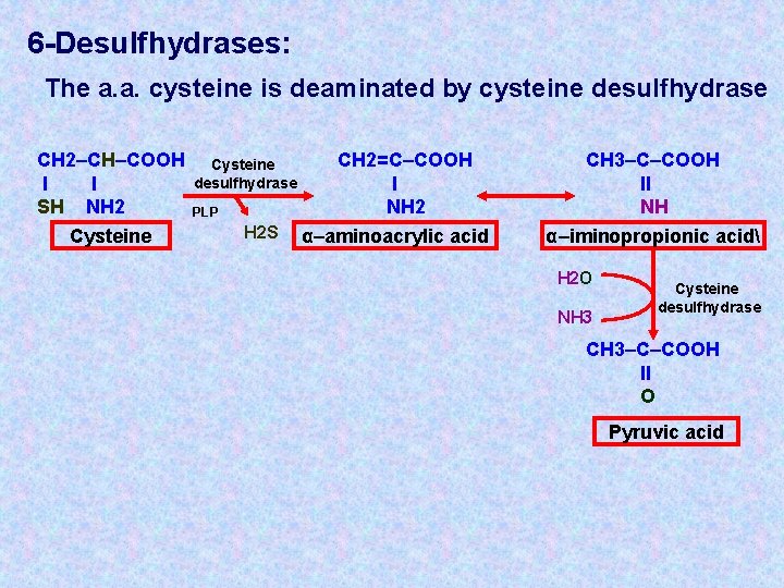6 -Desulfhydrases: The a. a. cysteine is deaminated by cysteine desulfhydrase CH 2–CH–COOH l