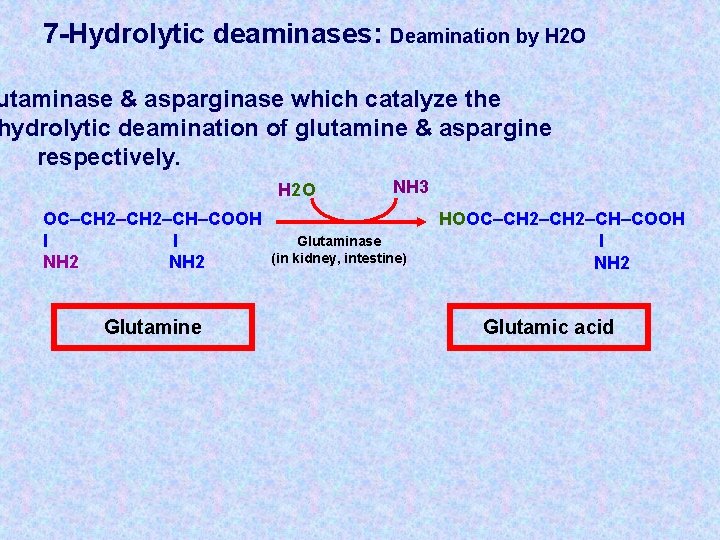 7 -Hydrolytic deaminases: Deamination by H 2 O utaminase & asparginase which catalyze the