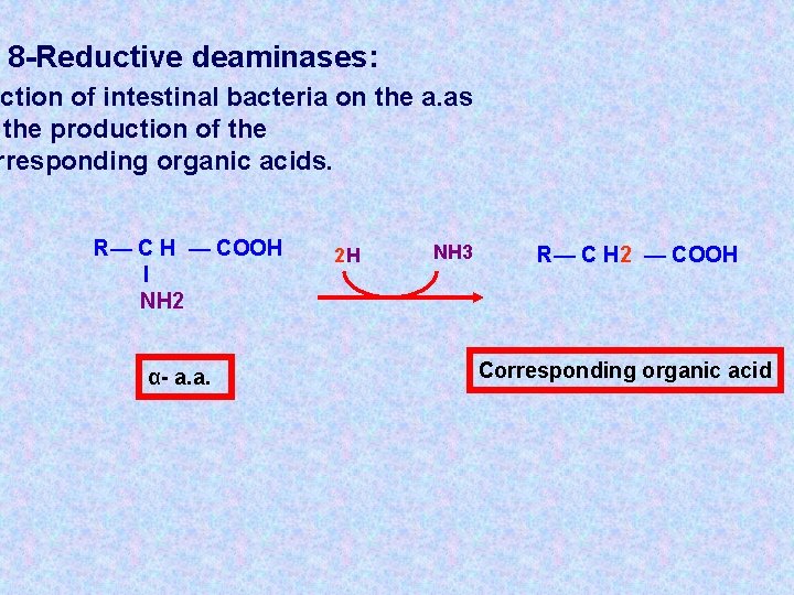 8 -Reductive deaminases: action of intestinal bacteria on the a. as the production of