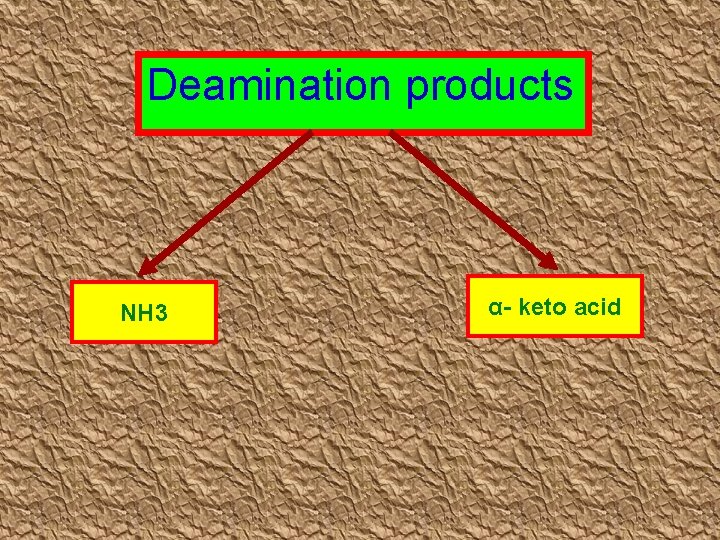Deamination products NH 3 α- keto acid 