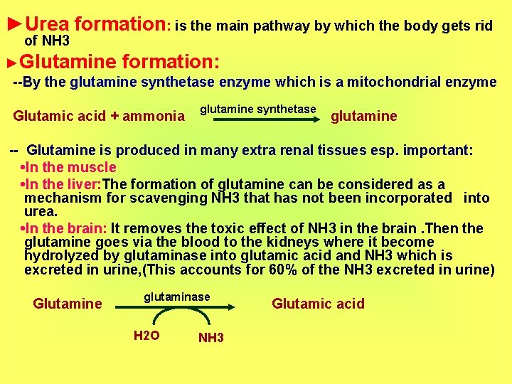 ►Urea formation: is the main pathway by which the body gets rid of NH