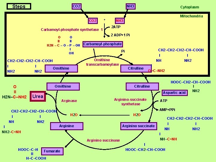 Steps CO 2 NH 3 CO 2 Carbamoyl-phosphate synthetase 1 + Cytoplasm Mitochondria NH