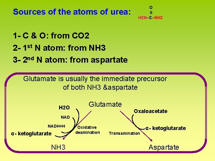 Sources of the atoms of urea: O ll H 2 N–C–NH 2 1 -