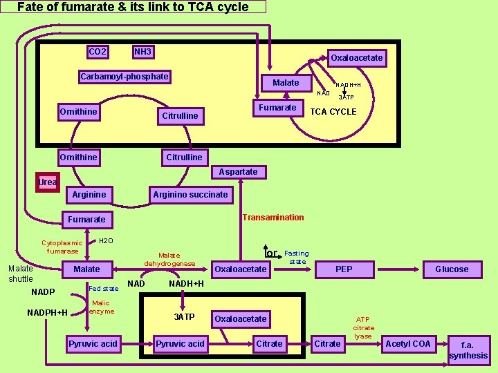 Fate of fumarate & its link to TCA cycle CO 2 NH 3 Oxaloacetate