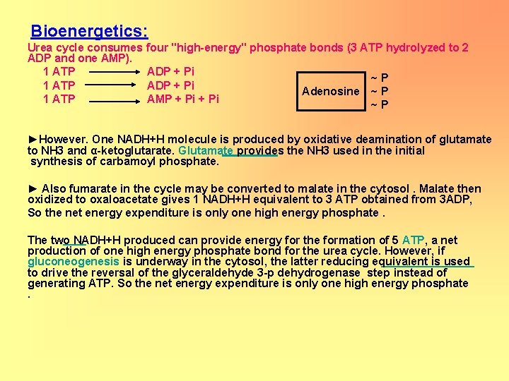 Bioenergetics: Urea cycle consumes four "high-energy" phosphate bonds (3 ATP hydrolyzed to 2 ADP