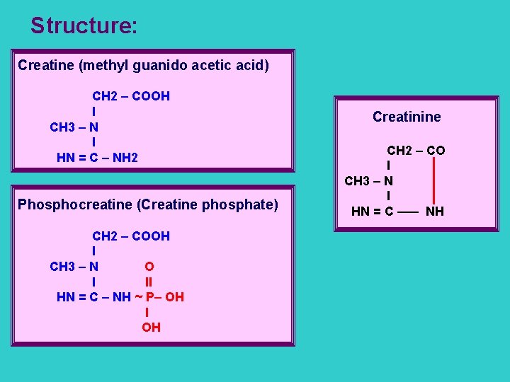 Structure: Creatine (methyl guanido acetic acid) CH 2 – COOH l CH 3 –