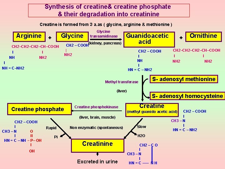 Synthesis of creatine& creatine phosphate & their degradation into creatinine Creatine is formed from