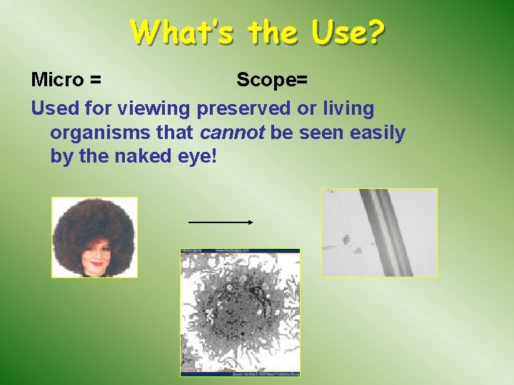 What’s the Use? Micro = Scope= Used for viewing preserved or living organisms that