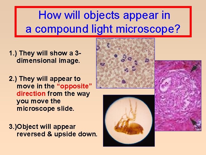  How will objects appear in a compound light microscope? 1. ) They will