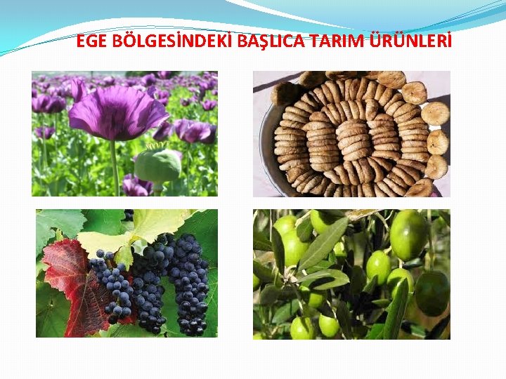 EGE BÖLGESİNDEKİ BAŞLICA TARIM ÜRÜNLERİ 