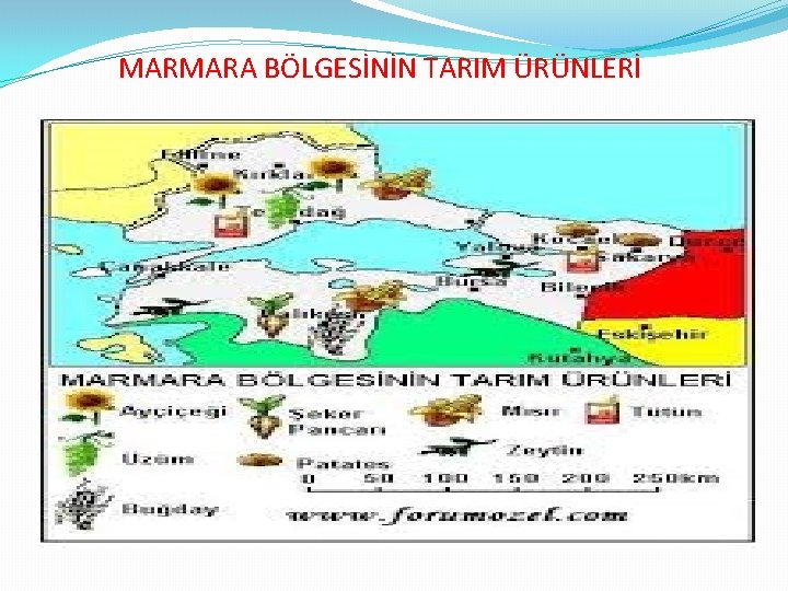 MARMARA BÖLGESİNİN TARIM ÜRÜNLERİ 