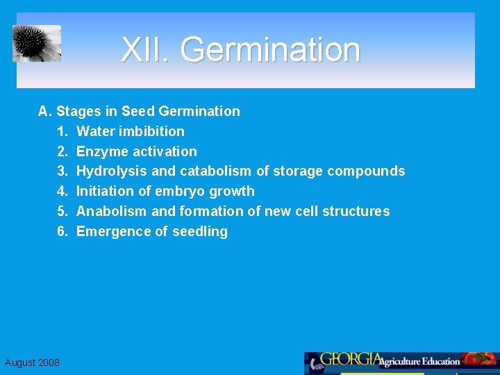 XII. Germination A. Stages in Seed Germination 1. Water imbibition 2. Enzyme activation 3.