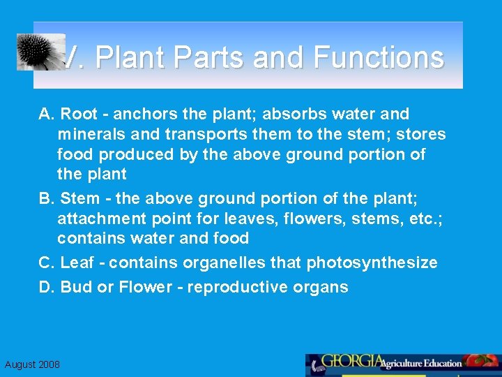 V. Plant Parts and Functions A. Root - anchors the plant; absorbs water and