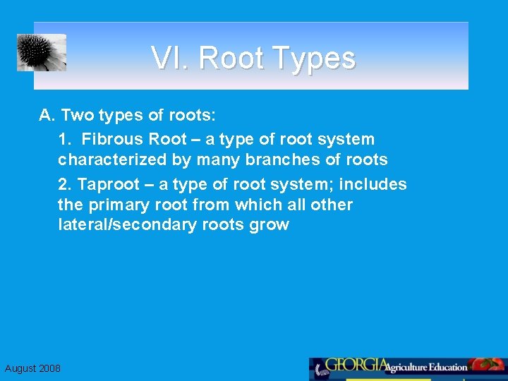 VI. Root Types A. Two types of roots: 1. Fibrous Root – a type