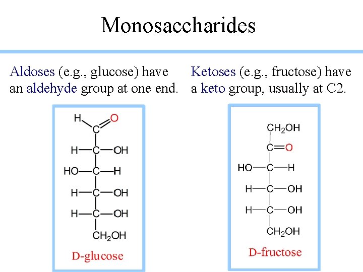 Monosaccharides Aldoses (e. g. , glucose) have Ketoses (e. g. , fructose) have an