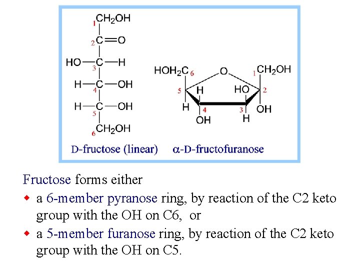 Fructose forms either w a 6 -member pyranose ring, by reaction of the C