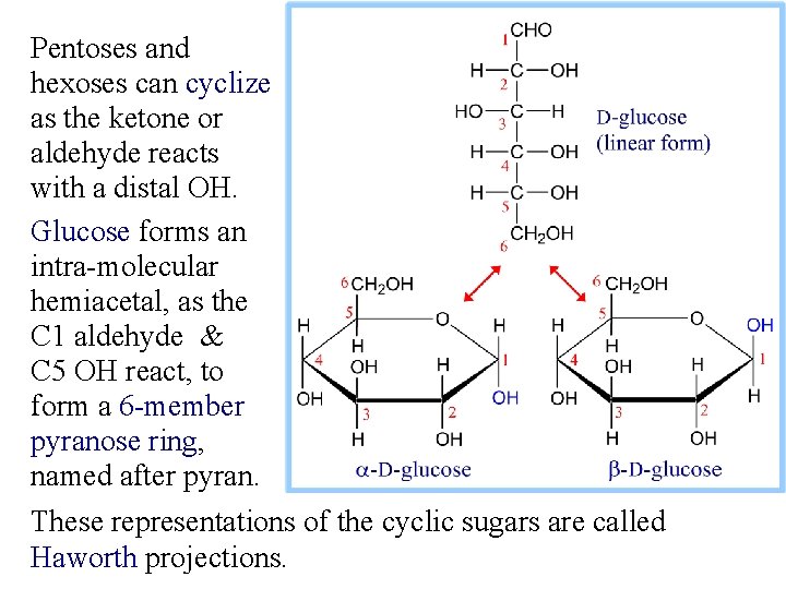 Pentoses and hexoses can cyclize as the ketone or aldehyde reacts with a distal