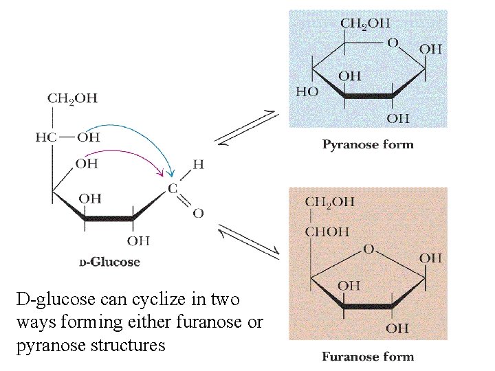 D-glucose can cyclize in two ways forming either furanose or pyranose structures 