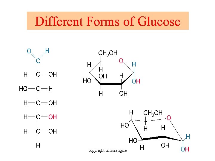 Different Forms of Glucose copyright cmassengale 