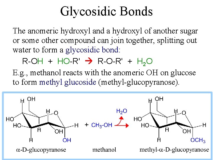 Glycosidic Bonds The anomeric hydroxyl and a hydroxyl of another sugar or some other