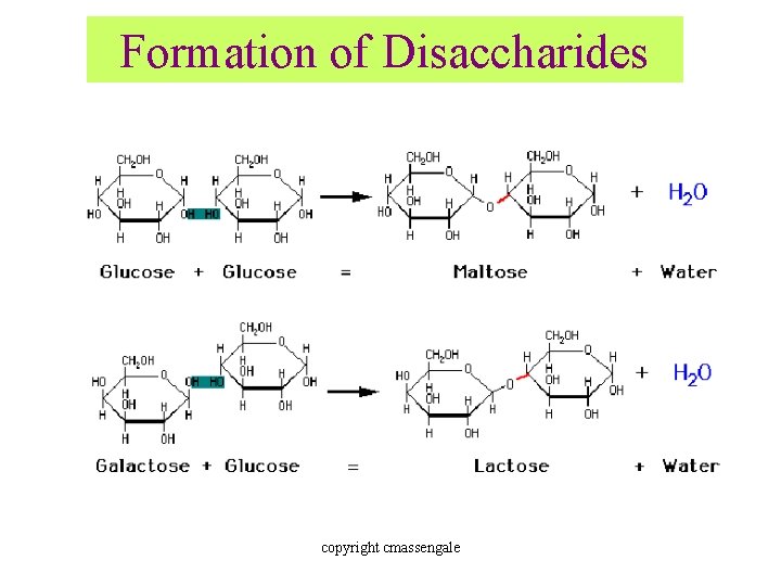 Formation of Disaccharides copyright cmassengale 