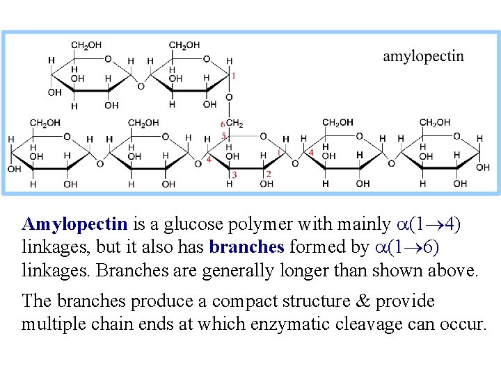 Amylopectin is a glucose polymer with mainly a(1 4) linkages, but it also has