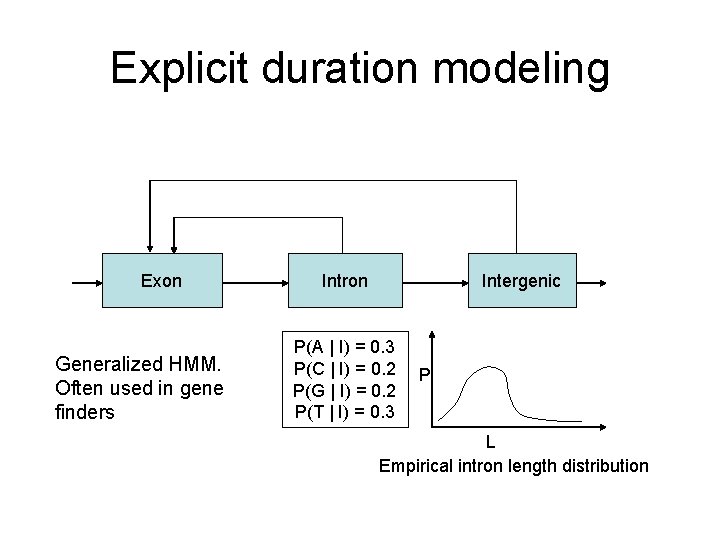 Explicit duration modeling Exon Generalized HMM. Often used in gene finders Intron Intergenic P(A