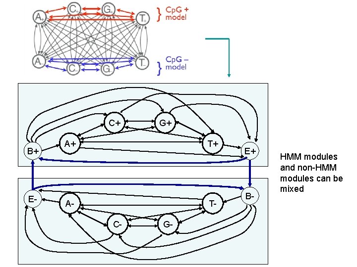 C+ B+ E- G+ A+ T+ A- TC- G- E+ B- HMM modules and
