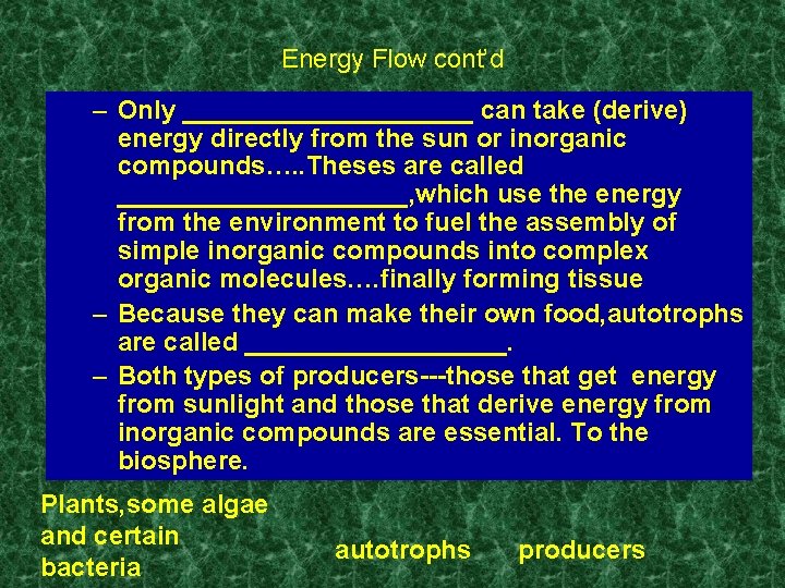 Energy Flow cont’d – Only __________ can take (derive) energy directly from the sun