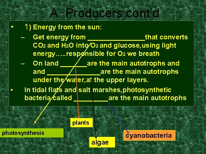A. Producers cont’d • 1) Energy from the sun: – • Get energy from