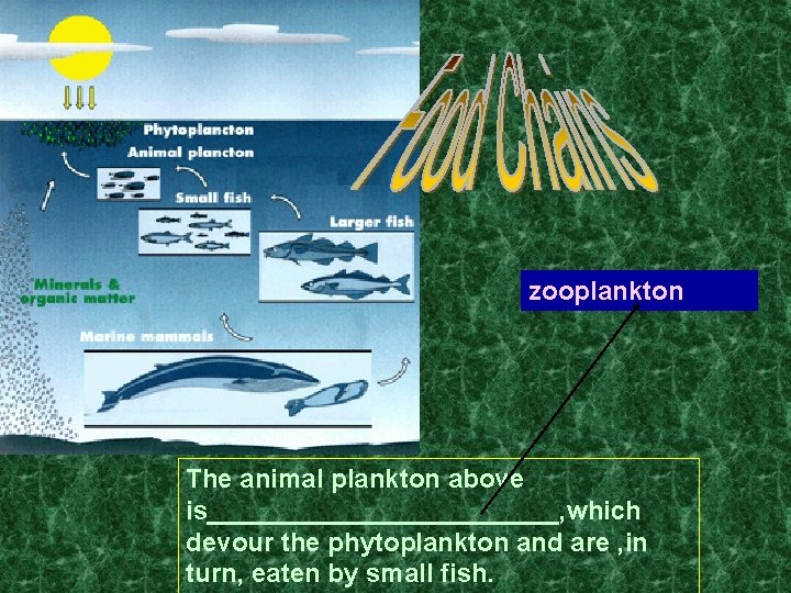 zooplankton The animal plankton above is____________, which devour the phytoplankton and are , in