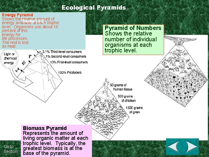 Ecological Pyramids Energy Pyramid Shows the relative amount of Section 3 -2 trophic energy